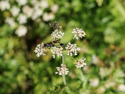 Yellow-legged Mud-dauber Wasp