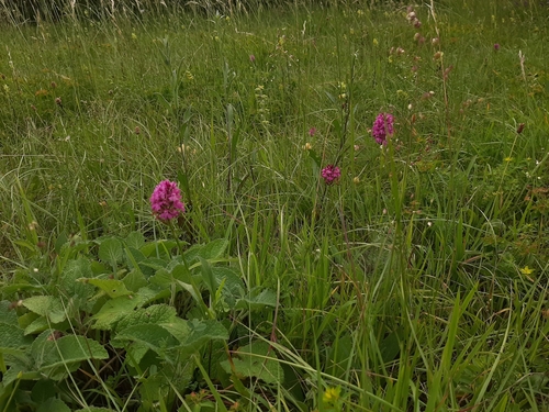 pyramidal orchid