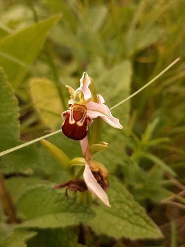 Bee Orchid