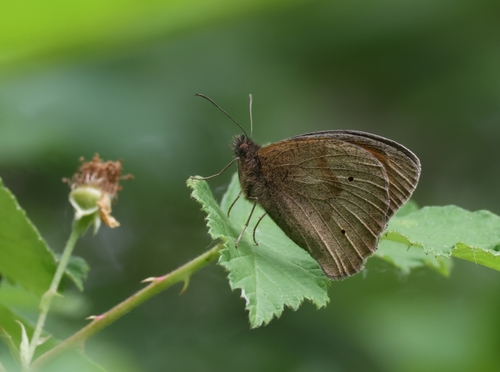 Meadow Brown