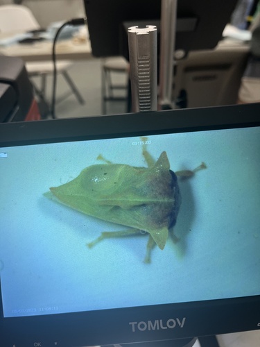 iNaturalist observation photo of Spittlebugs, Cicadas, Leafhoppers and Treehoppers