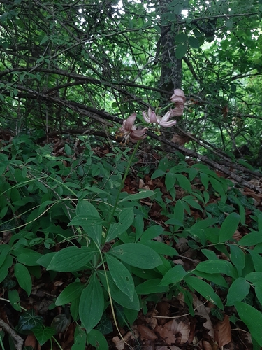 Martagon Lily