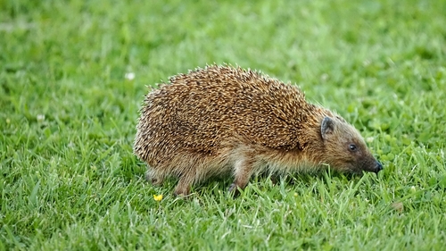 Common Hedgehog