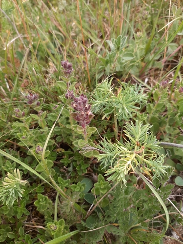 Wall germander