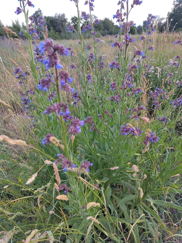 common alkanet