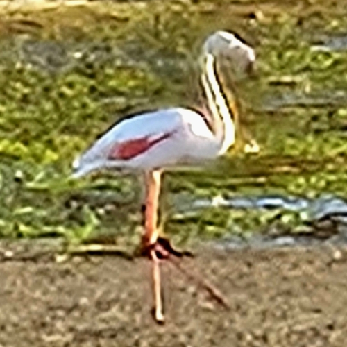 Greater Flamingo