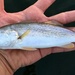 Weakfish - Photo (c) jared_satchell, all rights reserved