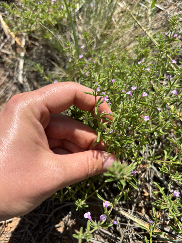 Drummond's false pennyroyal
