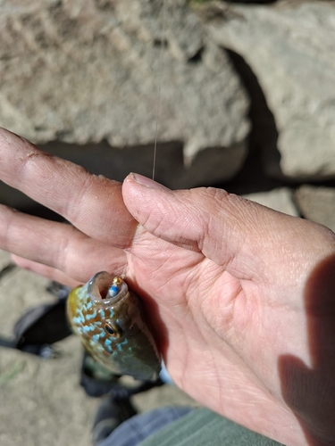Pumpkinseed