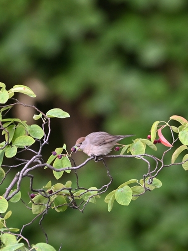 Eurasian Blackcap