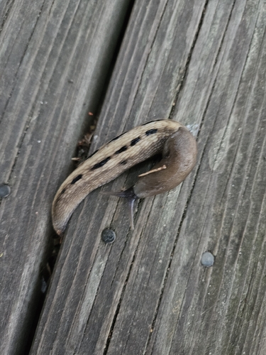 Ash-black Slug