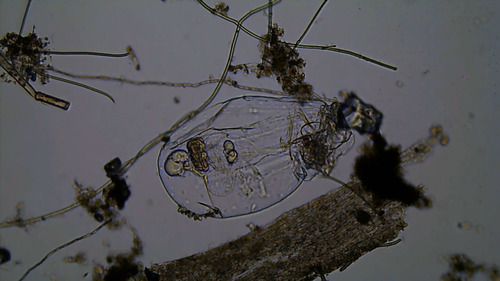 Asplanchna