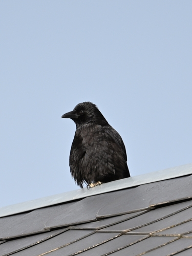 Carrion Crow