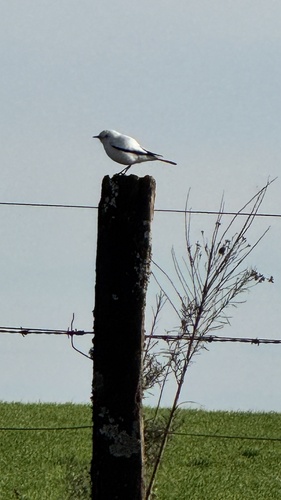 White Monjita