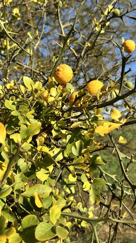 trifoliate orange