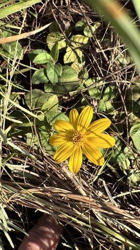 Aspilia montevidensis