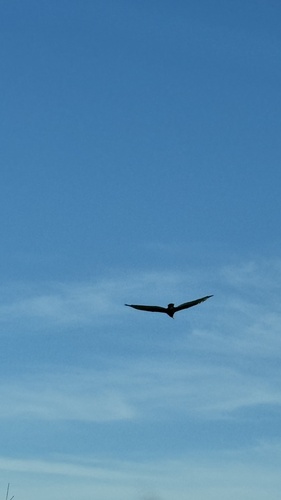 Turkey Vulture