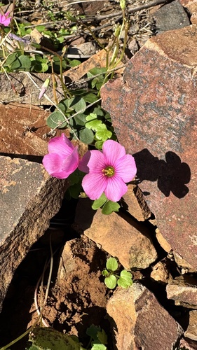 fine bristle woodsorrel