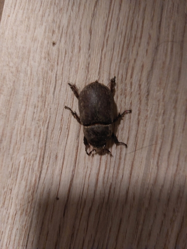 Oryctes nasicornis corniculatus