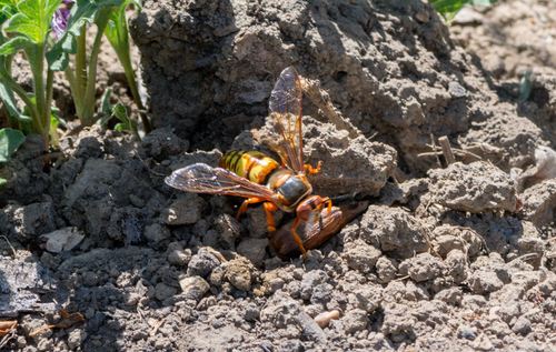 Western Cicada-killer Wasp