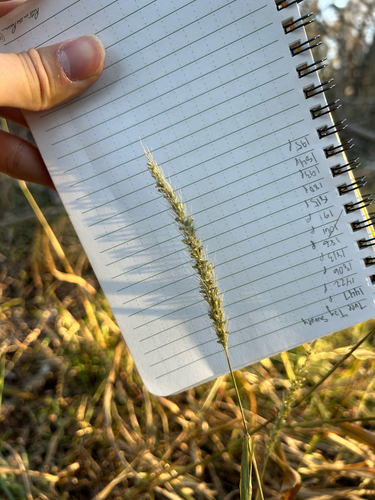 plains bristlegrass