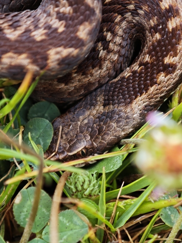 Seoane's Viper