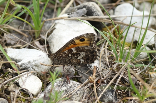 Grayling