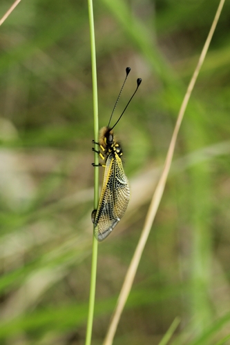 Libelloides longicornis