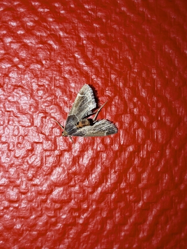 Meal moth