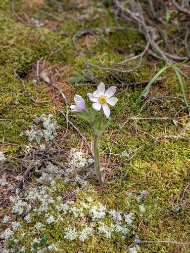 prairie pasqueflower