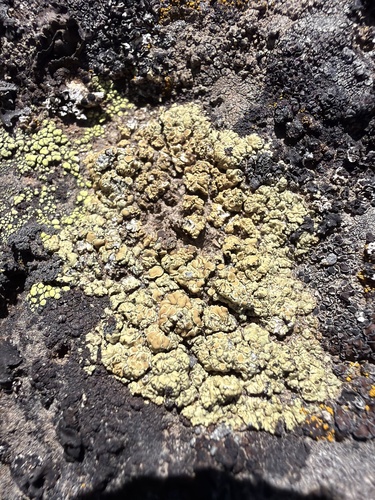Soil Paint Lichen