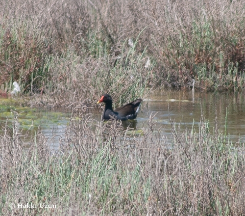 Common Moorhen