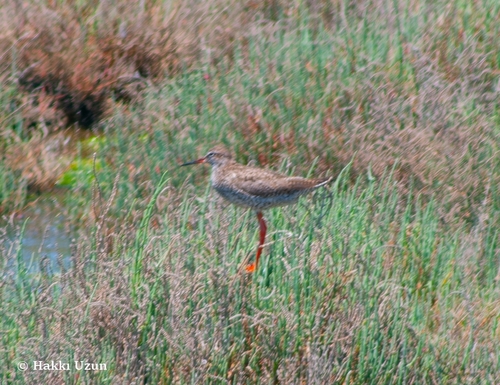 Common Redshank