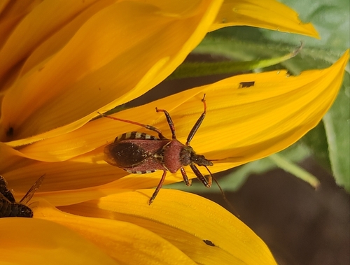 Rhynocoris erythropus