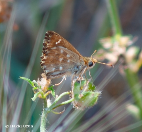 Mallow Skipper