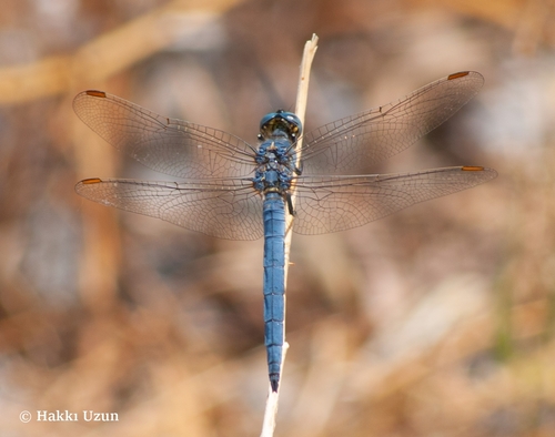 Keeled Skimmer