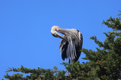 Great Blue Heron