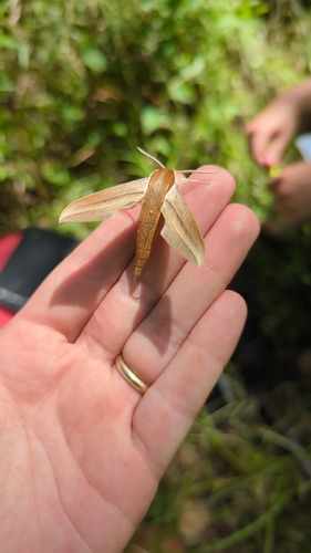 Tersa Sphinx