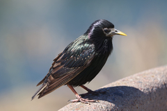 European Starling