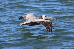 Brown Pelican