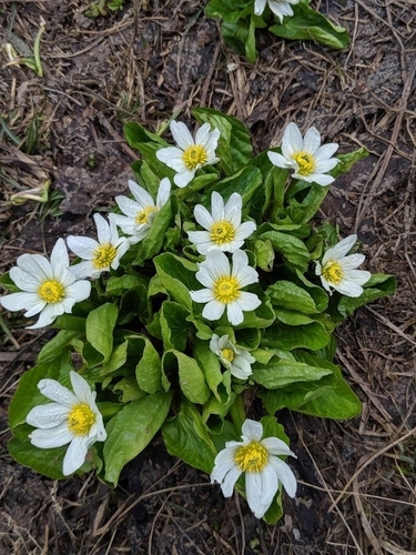 Rocky mountain marsh-marigold