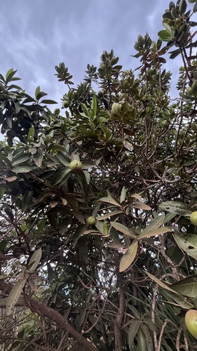 Alibertia edulis
