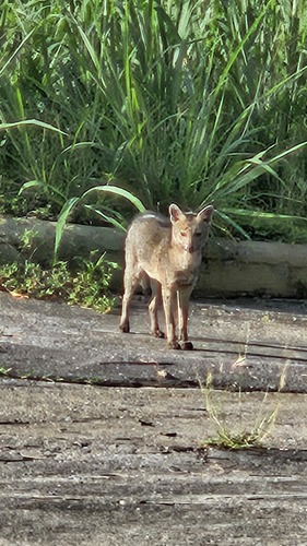 Crab-eating Fox