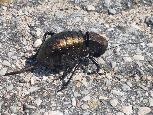 Bronze Glandular Bush-cricket