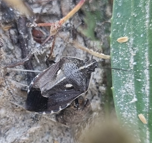 Jalla dumosa