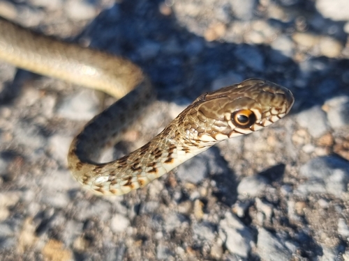 Caspian Whipsnake