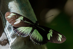 Heliconius doris viridis image