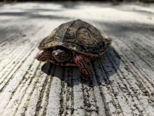 Painted Wood Turtle (Rhinoclemmys pulcherrima)