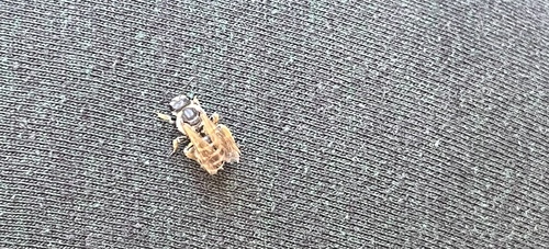 iNaturalist observation photo of Bees
