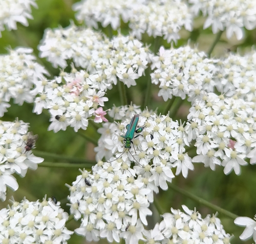 Thick-legged Flower Beetle